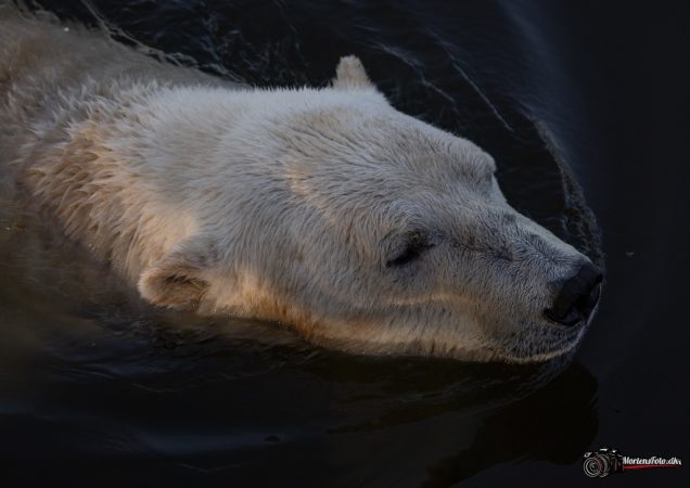 Skandinavisk Dyrepark 016